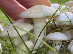 Leucocybe