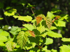 Acer tataricum