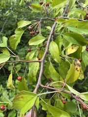 Malus toringo