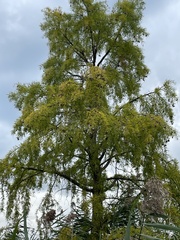 Styphnolobium japonicum