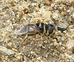 Eristalina