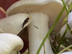 Leucocybe