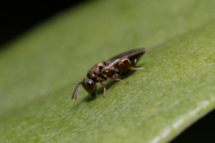 Pteromalidae