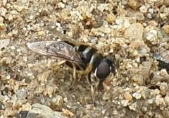 Eristalina
