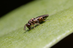 Pteromalidae