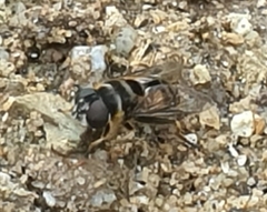 Eristalina