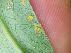Coleosporium
