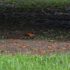 Furnarius leucopus