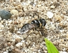 Eristalina