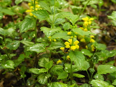 Lamium galeobdolon argentatum