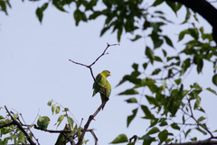 Brotogeris jugularis