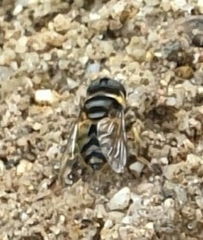 Eristalina