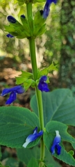 Salvia mexicana