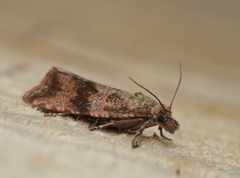 Celypha striana