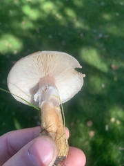 Armillaria sinapina