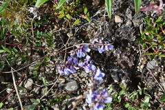 Astragalus norvegicus