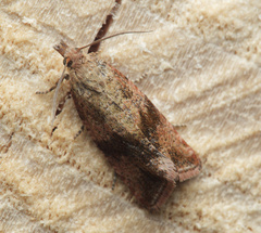 Celypha striana