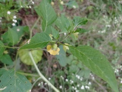 Physalis philadelphica
