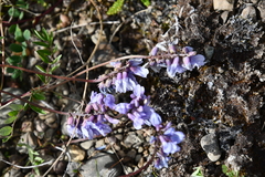 Astragalus norvegicus