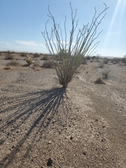 Fouquieria splendens splendens