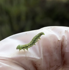 Heliothis phloxiphaga