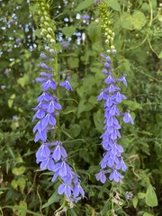 Lobelia elongata