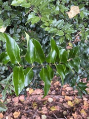 Ligustrum japonicum