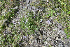 Astragalus norvegicus