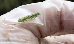 Heliothis phloxiphaga