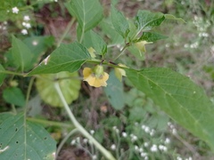 Physalis philadelphica