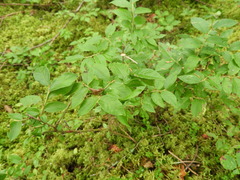 Vaccinium myrtilloides