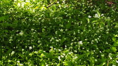 Allium ursinum