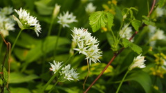 Allium ursinum