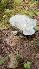 Lactarius indigo