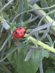 Coccinella algerica