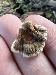 Trametes ochracea