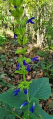 Salvia mexicana