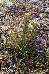 Pedicularis alopecuroides