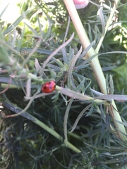 Coccinella algerica