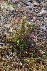 Pedicularis alopecuroides