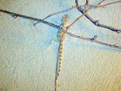 Tenuidactylus caspius