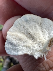Trametes ochracea