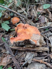 Leratiomyces ceres