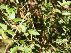 Calopteryx haemorrhoidalis