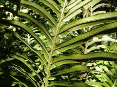 Neoblechnum brasiliense