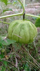 Physalis philadelphica