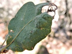 Quercus douglasii