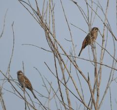 Emberiza leucocephalos