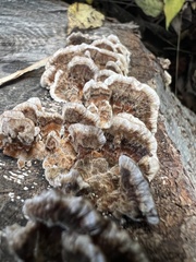 Trametes ochracea