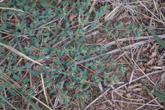 Euphorbia glyptosperma